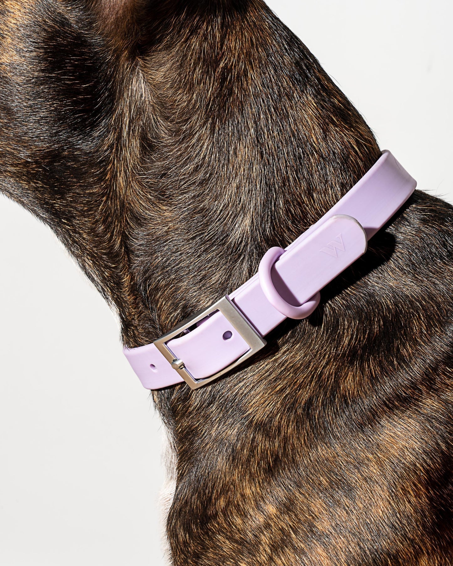 Hands-Free Collar Walk Kit