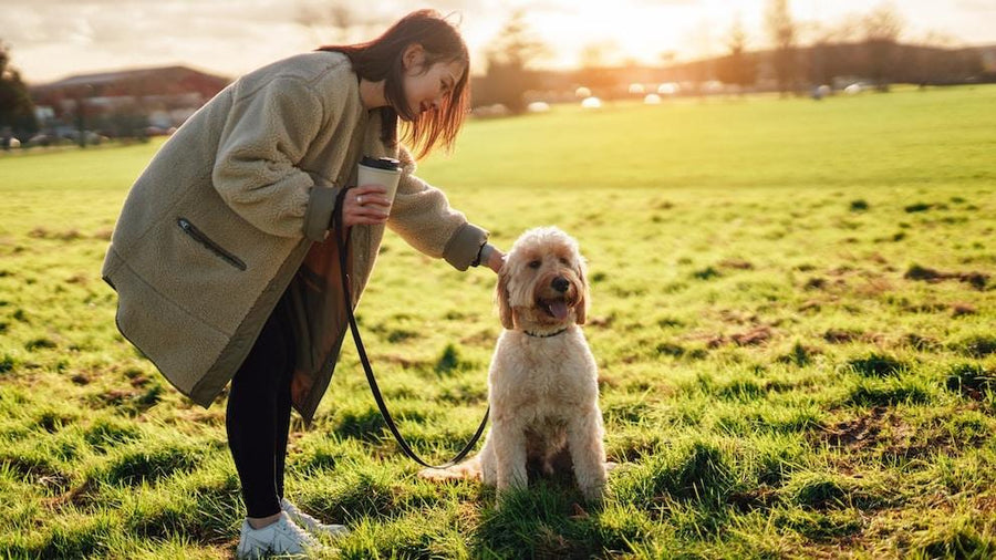 A woman walking her dog in a park at sunrise
