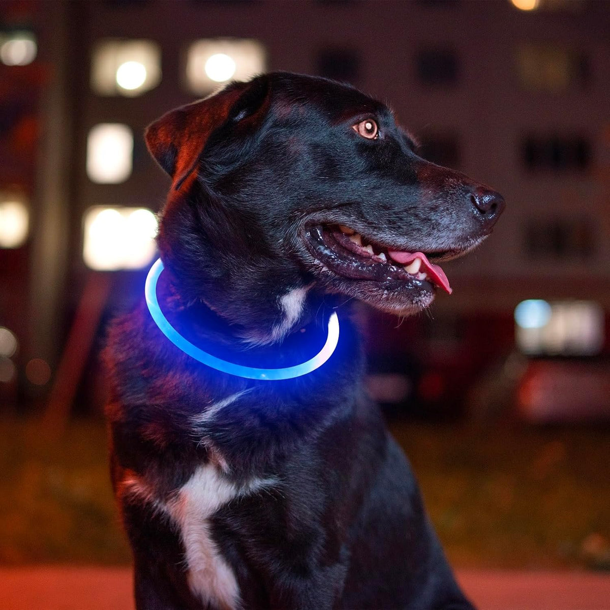 Illuminated Safety Dog Collar™