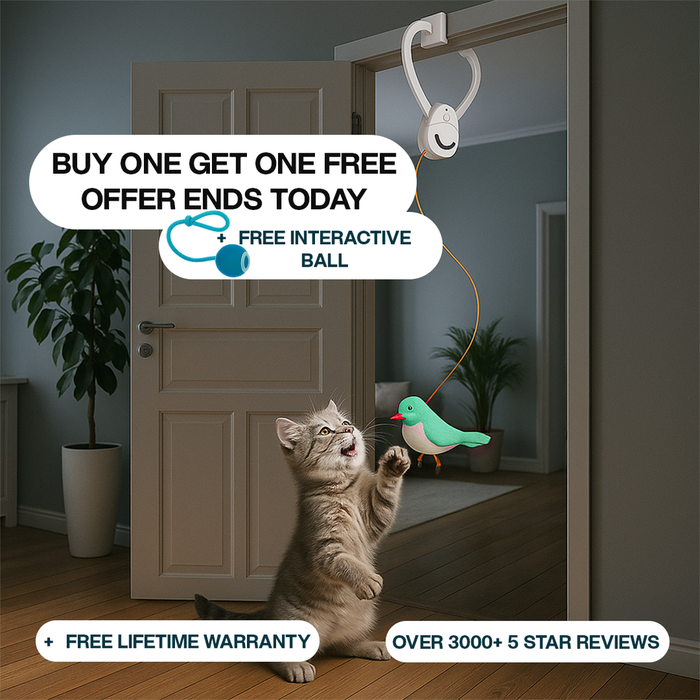 CatChaser Bird Toy