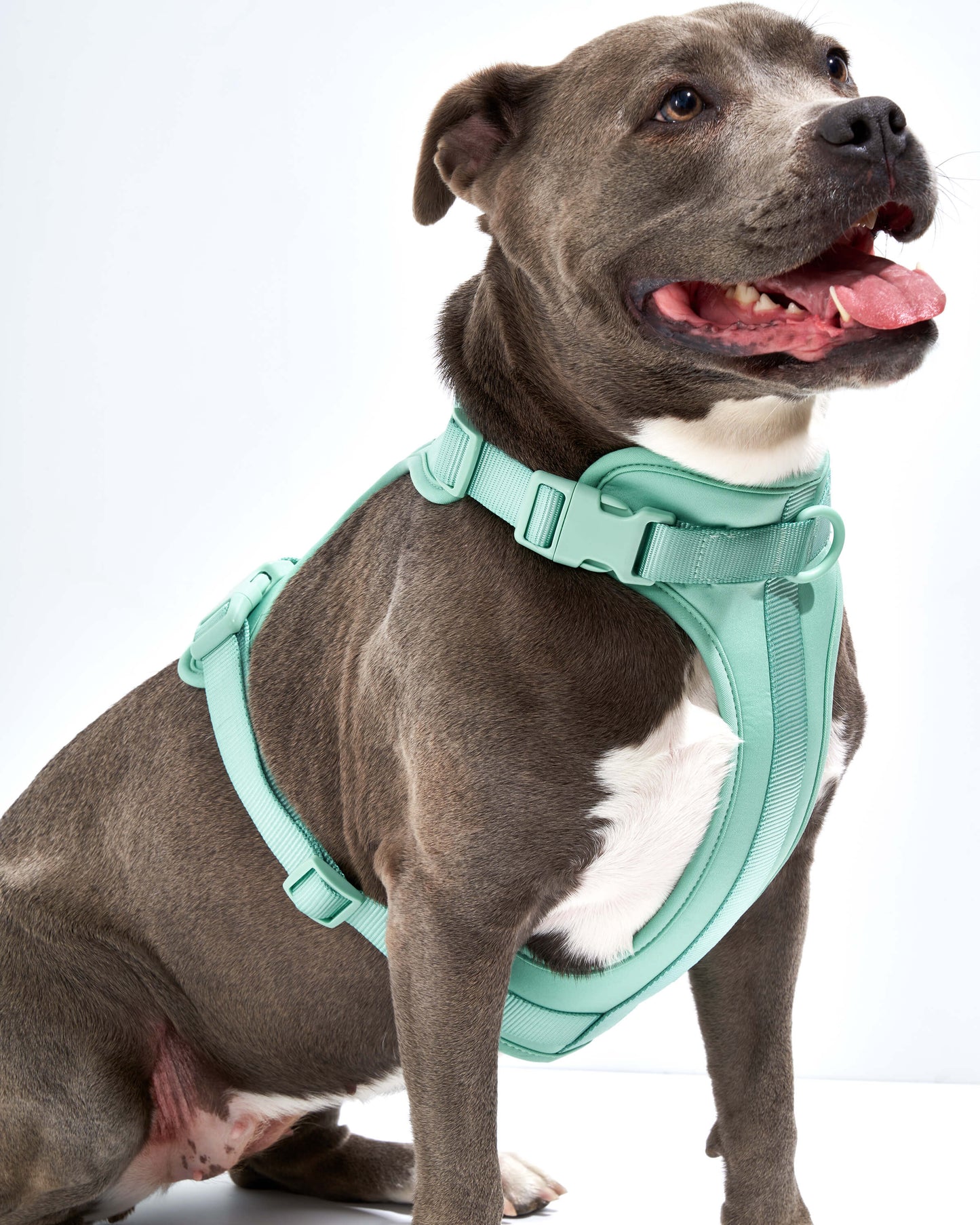 Harness