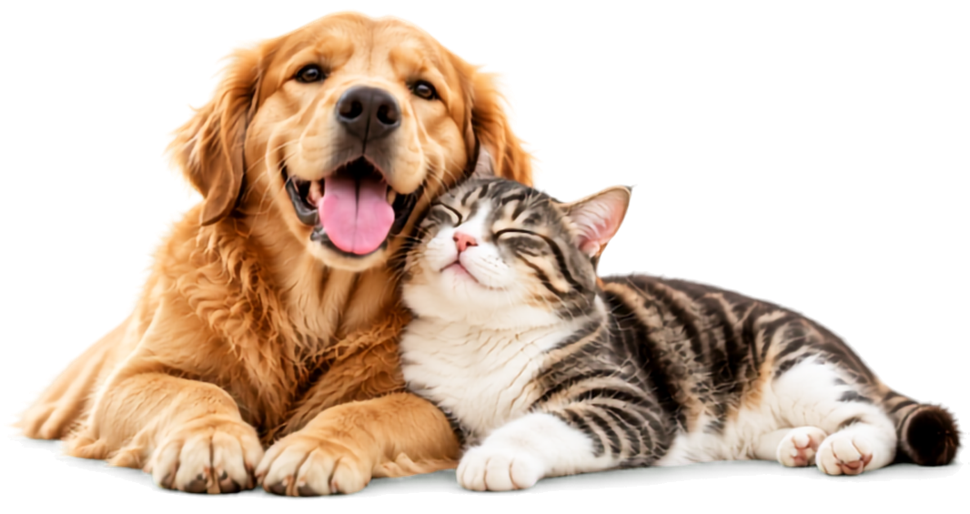 A golden retriever lying beside a contented tabby cat