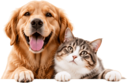 A golden retriever beside a tabby and white cat