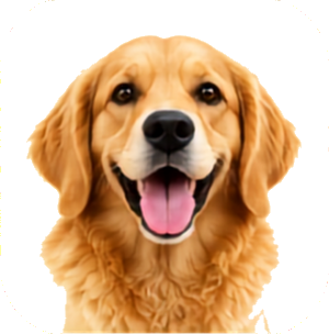 Dog Care